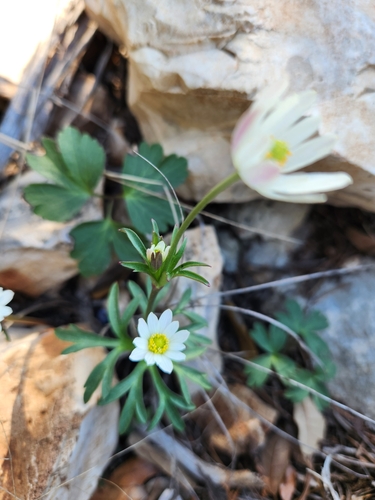 Image of Anemone edwardsiana by (c) Jo Roberts, some rights reserved (CC BY)