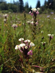Triphysaria versicolor