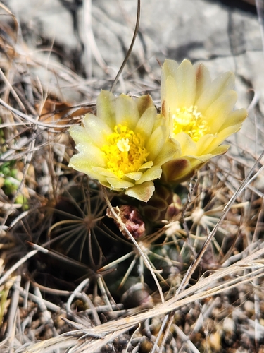 Sclerocactus brevihamatus