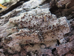Lecanora argentata