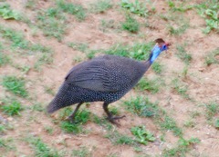 Numida meleagris mitratus