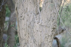 Prosopis cineraria