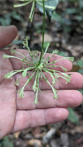 Dracaena surculosa