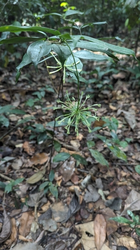 Dracaena surculosa