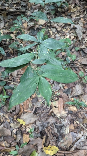 Dracaena surculosa