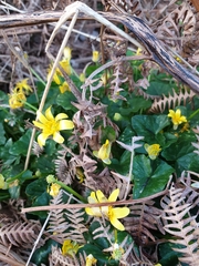 Ficaria verna