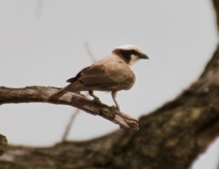 Eurocephalus anguitimens