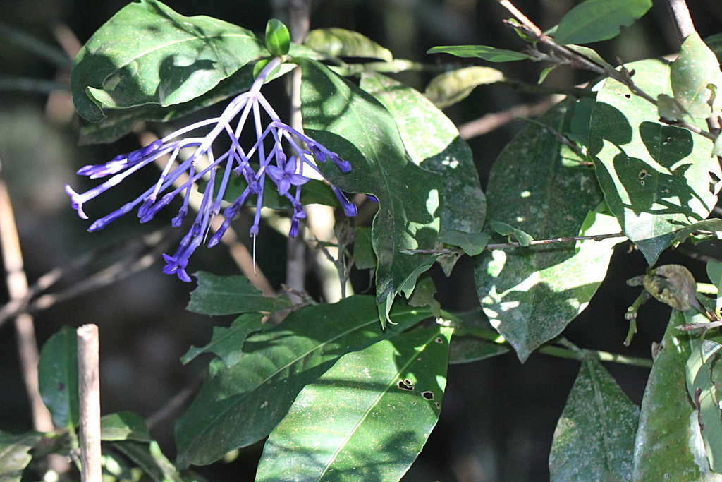 Faramea hyacinthina