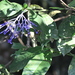 Faramea hyacinthina - Photo (c) Pete Woodall,  זכויות יוצרים חלקיות (CC BY-NC), הועלה על ידי Pete Woodall