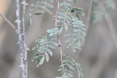 Prosopis cineraria