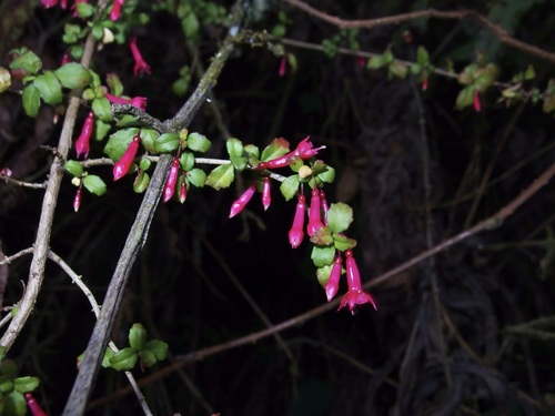 Image of Fuchsia microphylla by (c) Sue Carnahan, some rights reserved (CC BY)