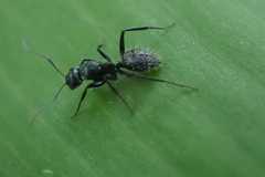 Camponotus amphidus