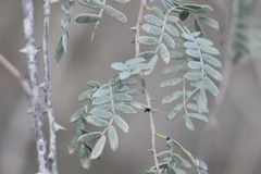Prosopis cineraria