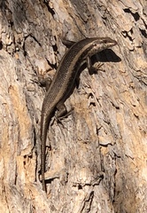 Trachylepis spilogaster