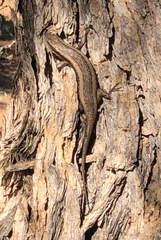 Trachylepis spilogaster