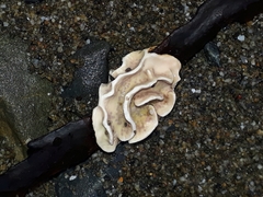 Lithophyllum carpophylli