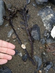 Lithophyllum carpophylli