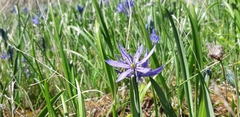 Camassia leichtlinii