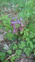 Corydalis incisa