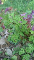 Corydalis incisa