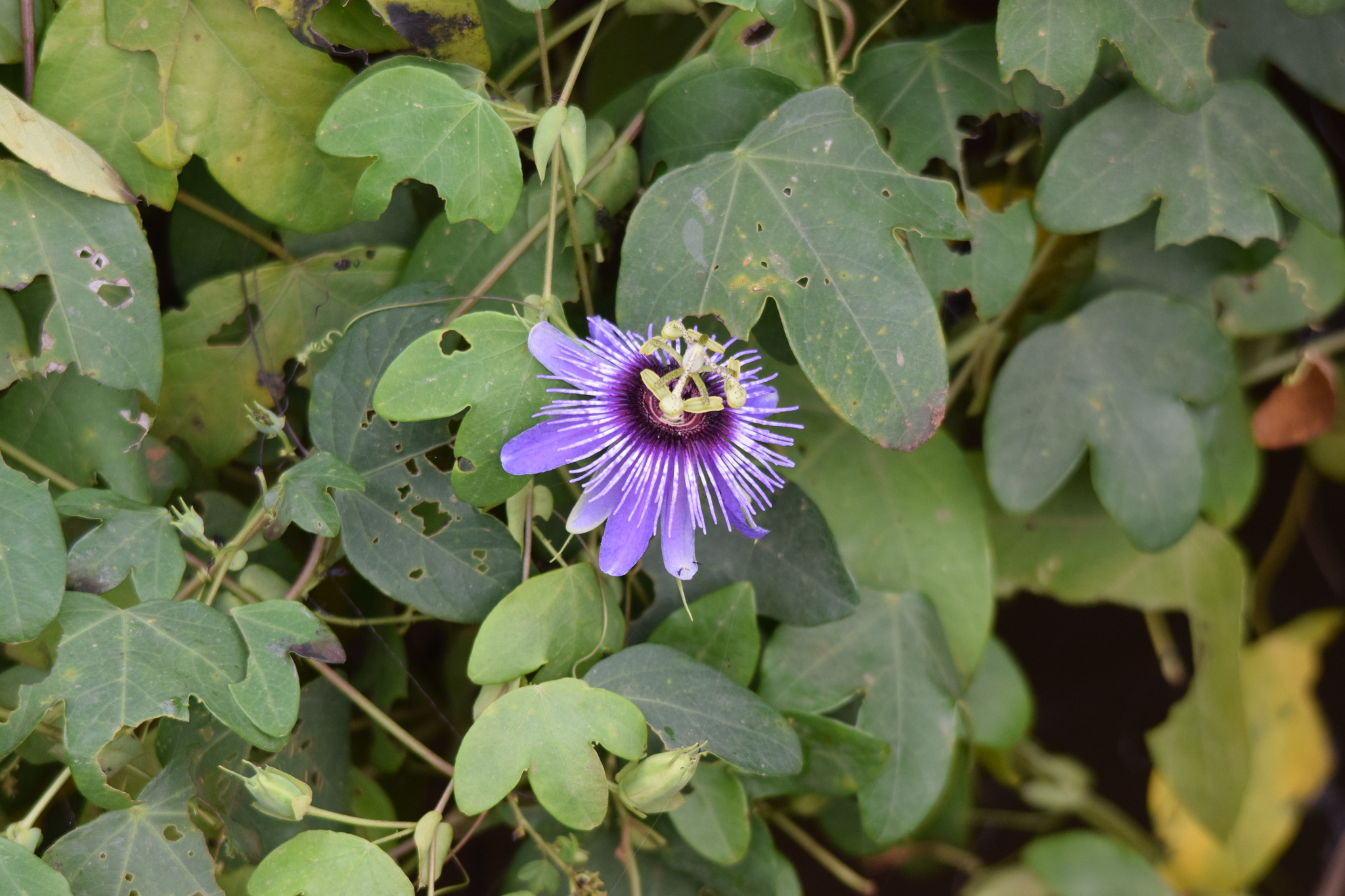 Passiflora amethystina
