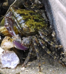 Metopograpsus frontalis