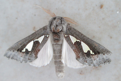 Antiophlebia bracteata