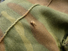 Polydrusus tereticollis