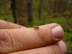 Polydrusus tereticollis