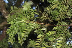 Parapiptadenia rigida