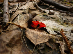 Microstoma protractum