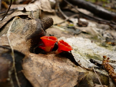 Microstoma protractum