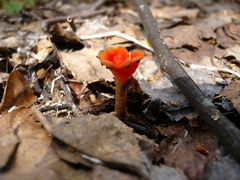 Microstoma protractum