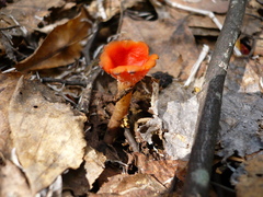 Microstoma protractum