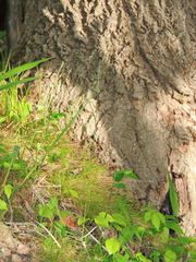 Poa saltuensis