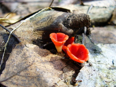 Microstoma protractum
