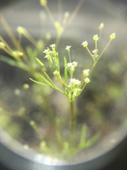 Apiastrum angustifolium