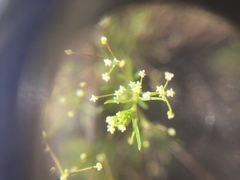 Apiastrum angustifolium