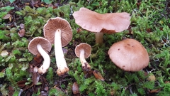 Cortinarius alboroseus