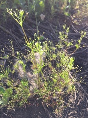 Apiastrum angustifolium