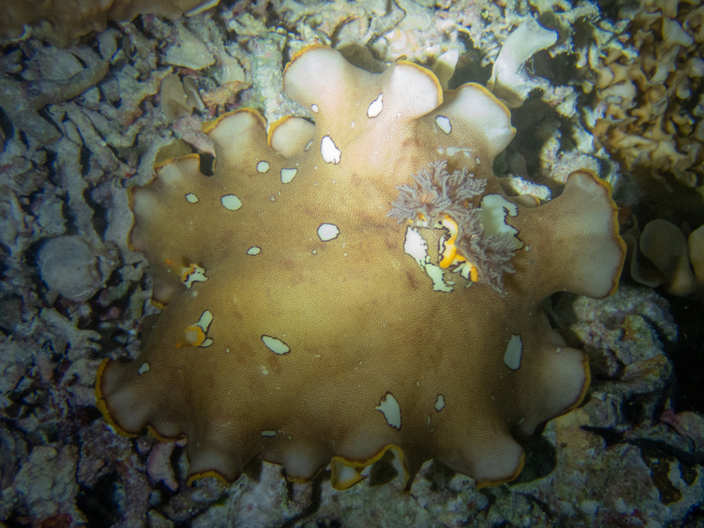 Platydoris ocellata
