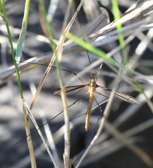 Acutipula