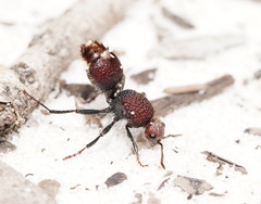 Ephutomorpha ferruginata