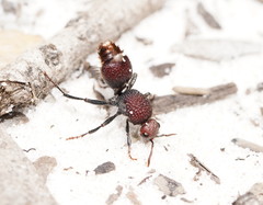 Ephutomorpha ferruginata