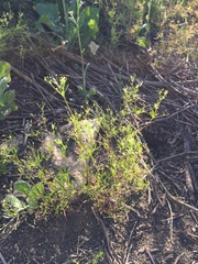 Apiastrum angustifolium