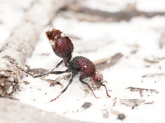 Ephutomorpha ferruginata