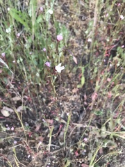 Clarkia epilobioides