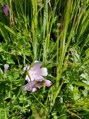 Sidalcea diploscypha