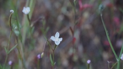 Clarkia epilobioides