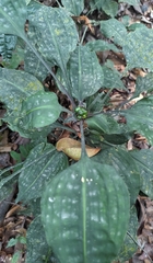 Dracaena cristula